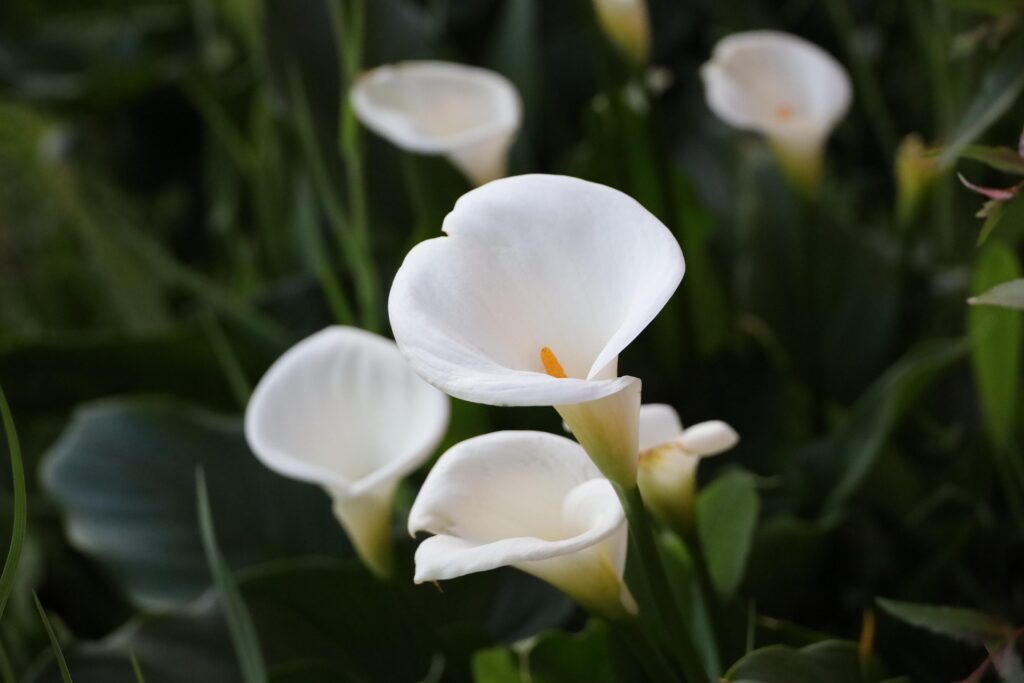 Weiße Calla