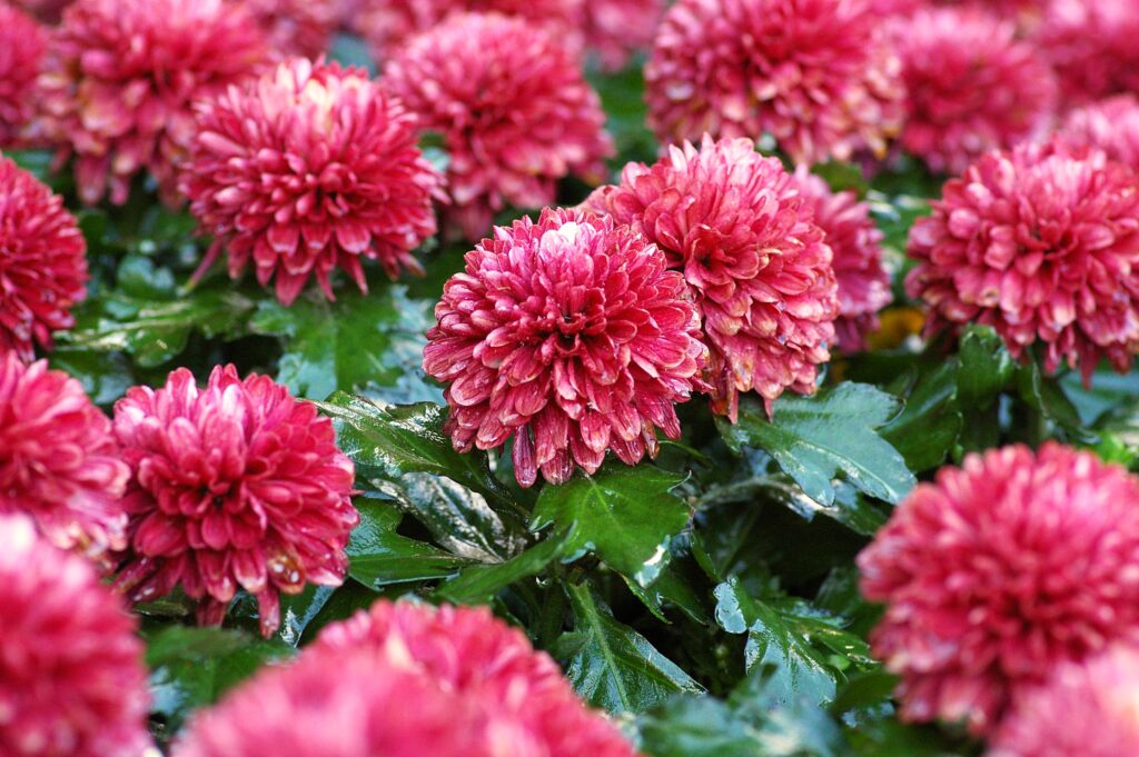 Chrysanthemen