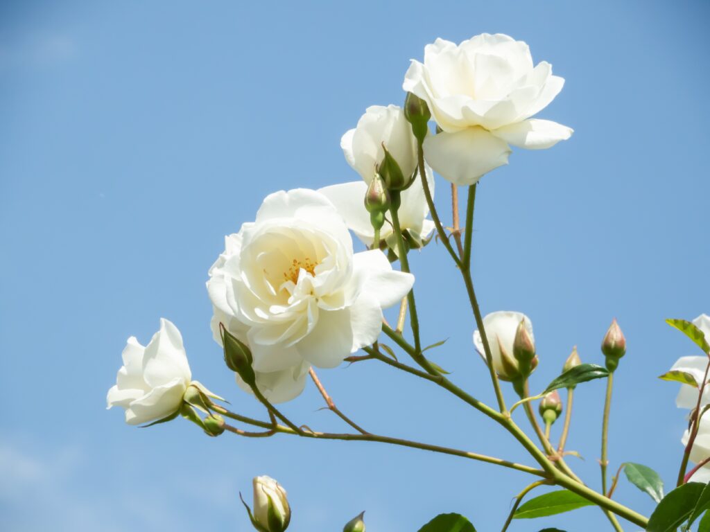 Weiße Rosen