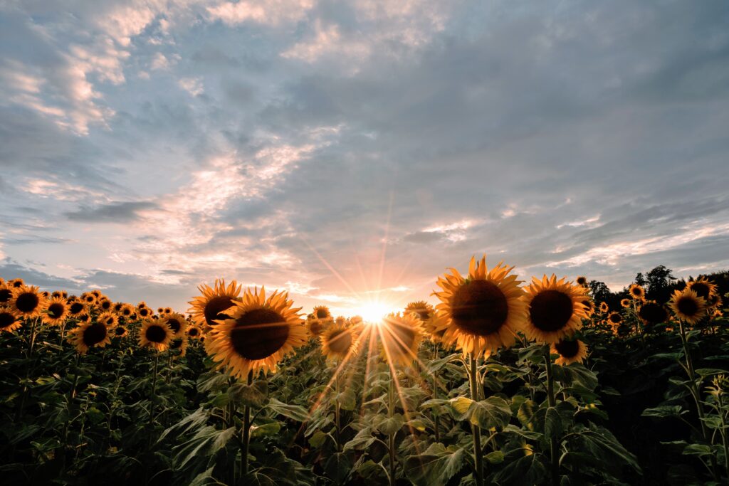 Sonnenblumen am Feld